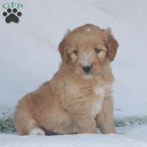 Fern, Goldendoodle Puppy